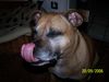 Staffordshire Bullterrier Foto: Hab ich nicht eine lange Zunge :-) (ID 34301) Staffordshire Bullterrier Hund