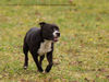 Staffordshire Bullterrier Foto: Quidditch (ID 37281) Staffordshire Bullterrier Hund