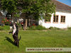 Staffordshire Bullterrier Foto: Quidditch | Cheerstaff Winning Force (ID 38818) Staffordshire Bullterrier Hund