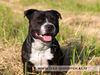 Staffordshire Bullterrier Hund