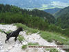 Staffordshire Bullterrier Foto: Quidditch | Cheerstaff Winning Force (ID 38821) Staffordshire Bullterrier Hund