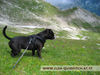 Staffordshire Bullterrier Foto: Quidditch | Cheerstaff Winning Force (ID 38822) Staffordshire Bullterrier Hund