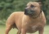 Staffordshire Bullterrier Foto (ID 126) Staffordshire Bullterrier Hund