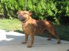 Staffordshire Bullterrier Foto: o'mally (ID 14369) Staffordshire Bullterrier Hund