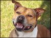 Staffordshire Bullterrier Foto: Happy Staffbull Macho (ID 20015) Staffordshire Bullterrier Hund