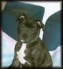 Staffordshire Bullterrier Foto: Welpe Brenda 12 Wochen alt (ID 14977) Staffordshire Bullterrier Hund