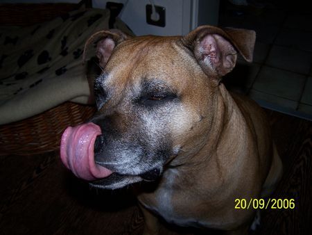 Staffordshire Bullterrier Hab ich nicht eine lange Zunge :-) 