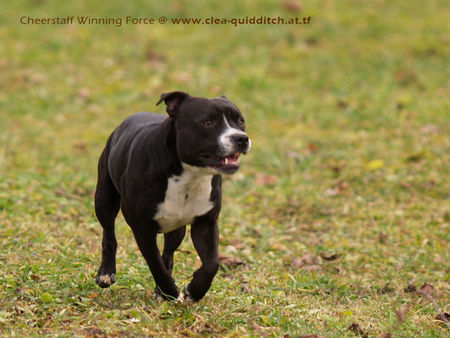 Staffordshire Bullterrier Hunde Foto 37281 in höherer Auflösung ansehen Staffordshire Bullterrier Quidditch
