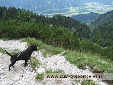 Staffordshire Bullterrier Hunde Foto 38821 in höherer Auflösung ansehen Staffordshire Bullterrier Quidditch | Cheerstaff Winning Force
