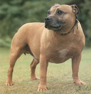 Staffordshire Bullterrier Hunde Foto 126 Staffordshire Bullterrier