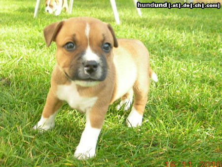 Staffordshire Bullterrier Hundin KIM ROTH Rozbullnik