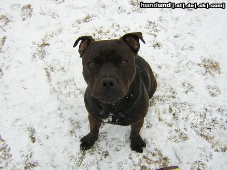Staffordshire Bullterrier Hunde Foto 10343 Staffordshire Bullterrier terry