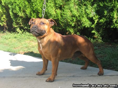 Staffordshire Bullterrier Hunde Foto 14369 Staffordshire Bullterrier o'mally