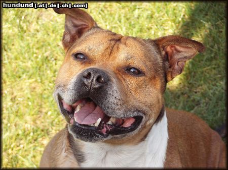 Staffordshire Bullterrier Hunde Foto 20015 in höherer Auflösung ansehen Staffordshire Bullterrier Happy Staffbull Macho