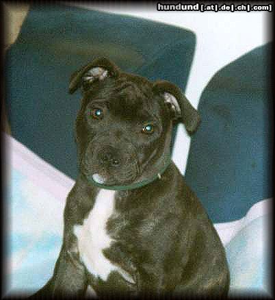 Staffordshire Bullterrier Hunde Foto 14977 in höherer Auflösung ansehen Staffordshire Bullterrier Welpe Brenda 12 Wochen alt