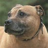 Staffordshire Bullterrier