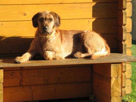 Steirische Rauhhaarbracke Hunde Foto 38600 in höherer Auflösung ansehen Steirische Rauhhaarbracke Deckrüde Ilo Fasie \\