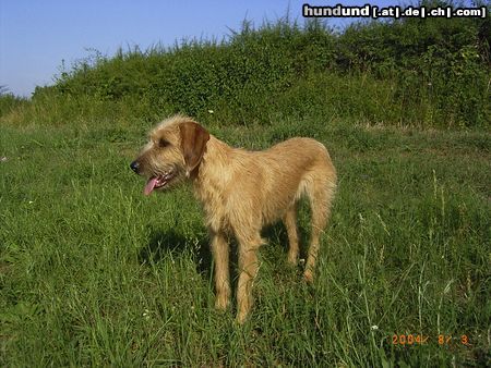 Steirische Rauhhaarbracke Chrela, Hündin, 1 Jahr alt