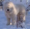 Südrussischer Owtscharka Hund