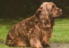 Sussex-Spaniel Hund