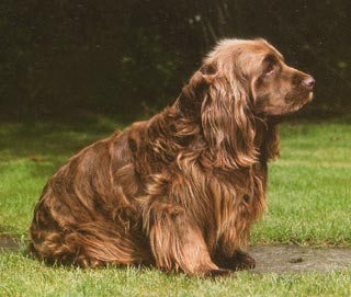 Sussex-Spaniel