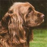 Sussex-Spaniel