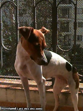 Brasilianischer Terrier Hunde Foto 4123 Brasilianischer Terrier I hope you like my