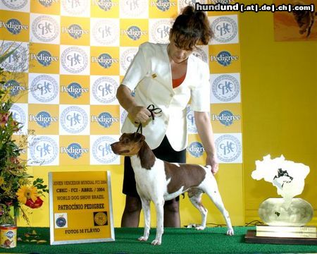 Brasilianischer Terrier Pipo II do Terra de Vera Cruz - World champion