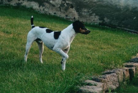 Brasilianischer Terrier Lince do Alvorada
