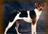 Brasilianischer Terrier Hund