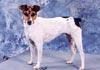 Brasilianischer Terrier Hund