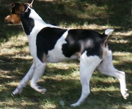 Brasilianischer Terrier Ortega Brasileiro vom Elz