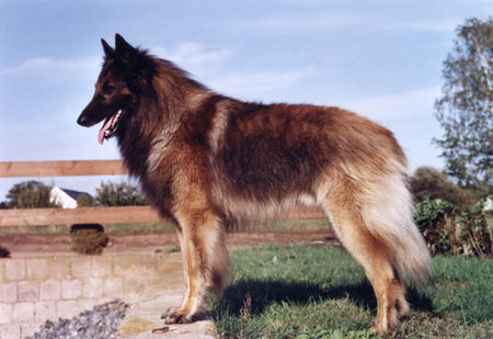 Tervueren Hunde Foto 31221 Tervueren Anthony d.D.d.Chôdes