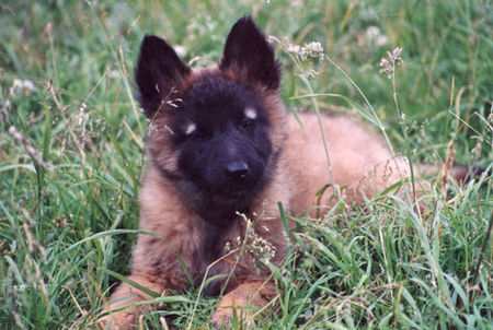 Tervueren Hunde Foto 31222 Tervueren Cliff d.D.d.Chôdes