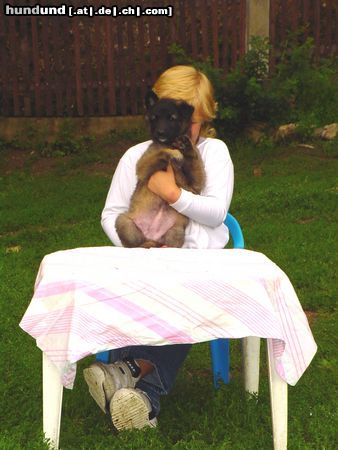Tervueren Hunde Foto 4862 Tervueren Grace Shakira v.d. Himmelhunden,eine süße Hundelady auf Familiensuche.
