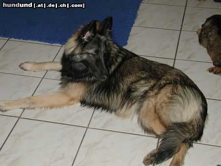 Tervueren Hunde Foto 26457 in höherer Auflösung ansehen Tervueren Joy (Zucht mit Mac, Mischlinge Altd. Schäfer x Tervueren)