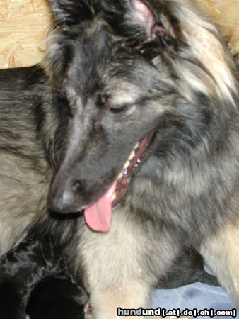 Tervueren Hunde Foto 26516 in höherer Auflösung ansehen Tervueren Joy 1 1/2 Jahre