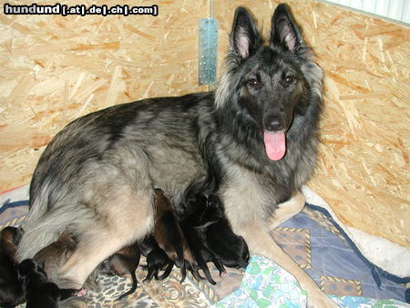 Tervueren Hunde Foto 26515 in höherer Auflösung ansehen Tervueren Joy 1 1/2 Jahre