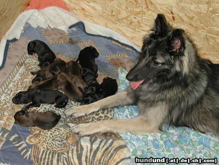 Tervueren Hunde Foto 26461 in höherer Auflösung ansehen Tervueren Joy (Zucht mit Mac, Mischlinge Altd. Schäfer x Tervueren)