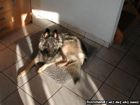 Tervueren Hunde Foto 26462 in höherer Auflösung ansehen Tervueren Joy (Zucht mit Mac, Mischlinge Altd. Schäfer x Tervueren)