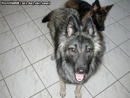 Tervueren Hunde Foto 26465 in höherer Auflösung ansehen Tervueren Joy (Zucht mit Mac, Mischlinge Altd. Schäfer x Tervueren)