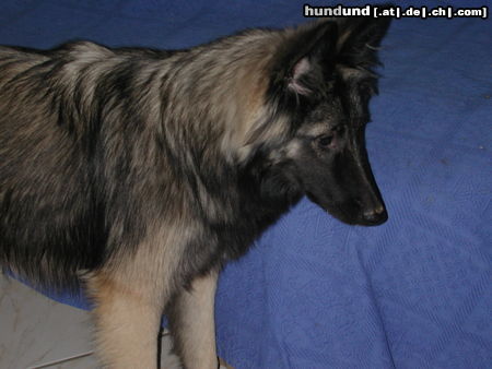 Tervueren Hunde Foto 26468 in höherer Auflösung ansehen Tervueren Joy (Zucht mit Mac, Mischlinge Altd. Schäfer x Tervueren)