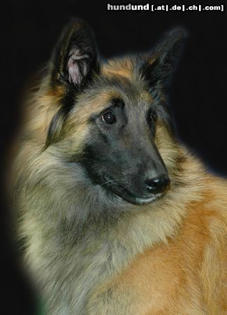 Tervueren Hunde Foto 20451 in höherer Auflösung ansehen Tervueren CACIB Erfurt 2005