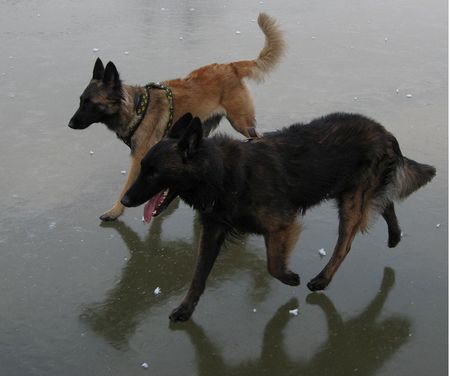 Tervueren Eisläufer