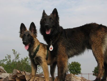 Tervueren Hunde Foto 39236 Tervueren Rettungshunde