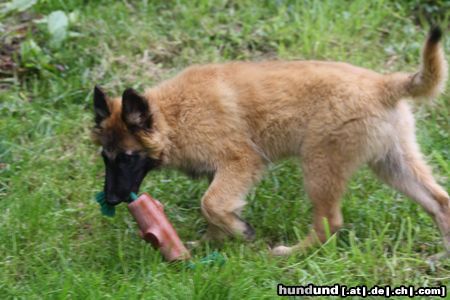 Tervueren Jerry beim Spiel