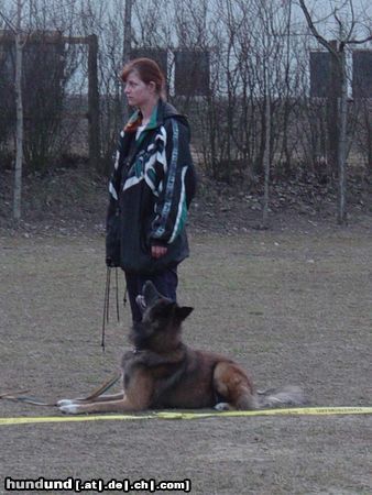 Tervueren Hunde Foto 3055 Tervueren Es macht Spass zu arbeiten