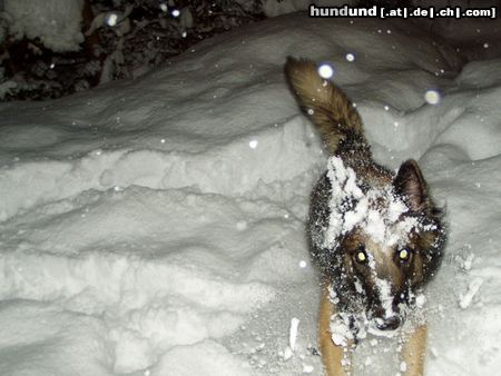 Tervueren Hunde Foto 7491 Tervueren Schnee ist tollll!!!