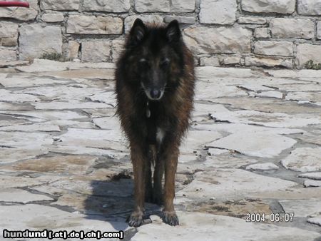 Tervueren Hunde Foto 12723 Tervueren 10 jährige Asta v Haus Henndorf in Kroatien 04