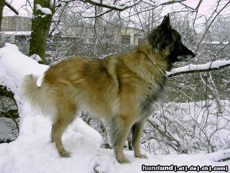 Tervueren Coja v.d.Schrind, bald 9 Jahre alt und topfit auf Ausguck nach Feinden *grins*